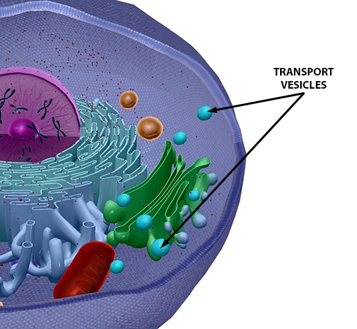 Tiny Transportation Active Vs Passive Transport In Cells 1095